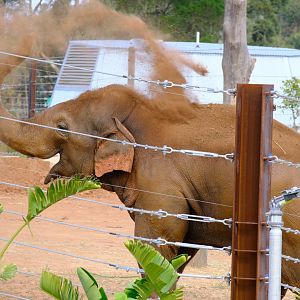 Luk Chai - Werribee Open Range Zoo