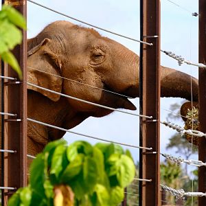 Luk Chai - Werribee Open Range Zoo