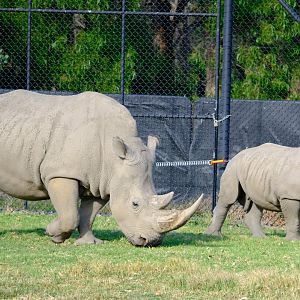 Kipenzi and Jubalani - Werribee Open Range Zoo