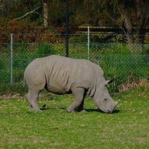 Jubalani - Werribee Open Range Zoo