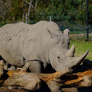 Kifaru - Werrbiee Open Range Zoo