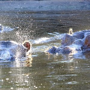 Primrose, Tulip, and Lotus - Werribee Open Range Zoo