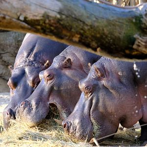 Primrose, Tulip, and Lotus - Werribee Open Range Zoo