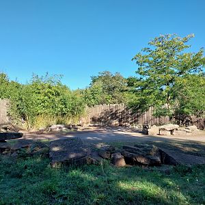 Rhino House - Eastern Black Rhinoceros (Diceros bicornis michaeli)