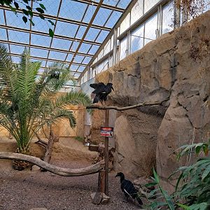 Rhino House - Abyssinian Ground Hornbill (Bucorvus abyssinicus)