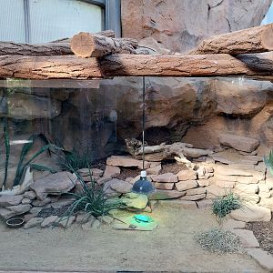 Rhino House - Pancake tortoise (Malacochersus tornieri) and African Five-lined Skink (Trachylepis quiquetaeniata)