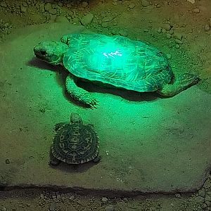 Rhino House - Pancake tortoise (Malacochersus tornieri)
