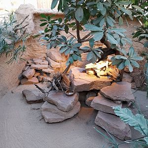 Rhino House - Dwarf Mongoose (Helogale parvula)