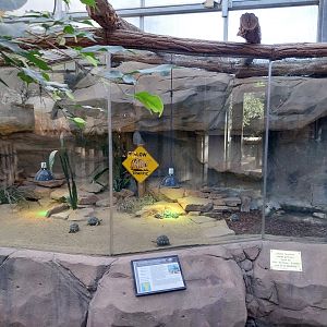 Rhino House - Radiated Tortoise (Astrochelys radiata)