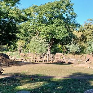 Rhino House - Eastern Black Rhinoceros (Diceros bicornis michaeli)