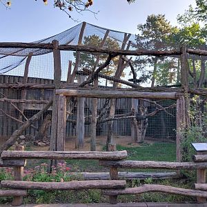 Grivet Monkey (Chlorocebus aethiops)