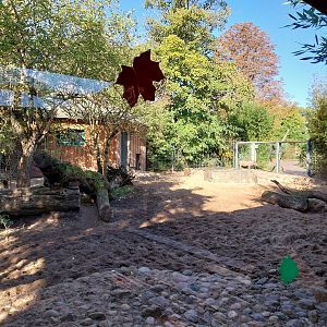 Northern Warthog (Phacochoerus africanus africanus)