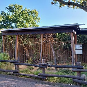 Von der Decken's Hornbill (Tockus deckeni)