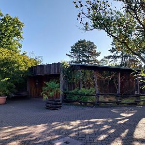 Von der Decken's Hornbill (Tockus deckeni)