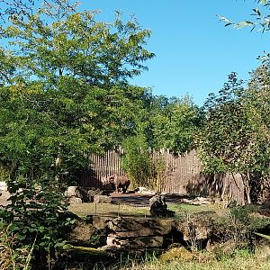Rhino House - Eastern Black Rhinoceros (Diceros bicornis michaeli)