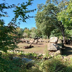 Rhino House - Eastern Black Rhinoceros (Diceros bicornis michaeli)