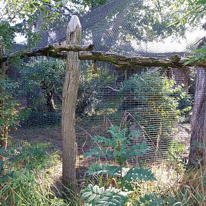 Serval (Leptailurus serval)