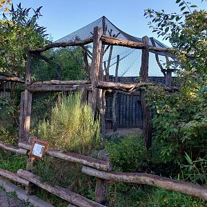 Grivet Monkey (Chlorocebus aethiops)