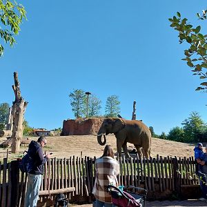 Elephant House - South African Elephant (Loxodonta africana africana)