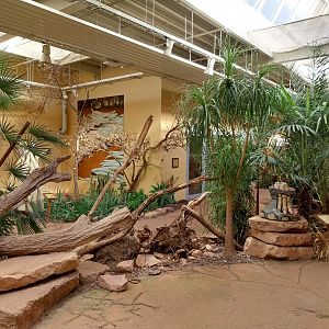 Elephant House - South African Elephant (Loxodonta africana africana)