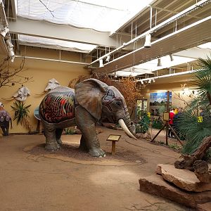 Elephant House - South African Elephant (Loxodonta africana africana)