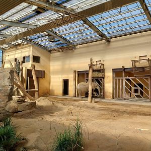 Elephant House - South African Elephant (Loxodonta africana africana)