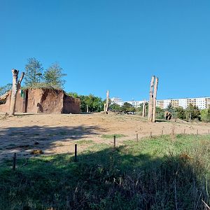 Elephant House - South African Elephant (Loxodonta africana africana)