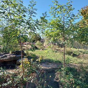 Elephant House - African Wild Dog (Lycaon pictus)