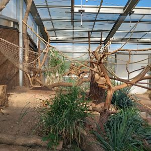 Lemur House - Black Lemur (Eulemur macaco)