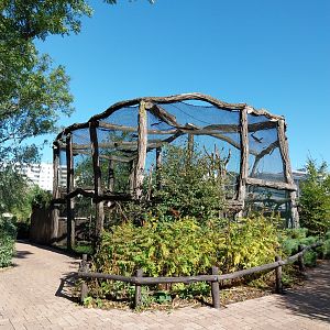 Lemur House - Crowned Lemur (Eulemur coronatus)