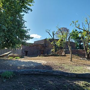 Nile Lechwe (Kobus megaceros)