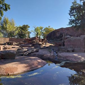 Gelada Baboon & Nubian Ibex enclosure