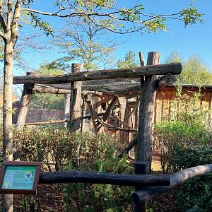 Elephant House - Grivet Monkey (Chlorocebus aethiops)