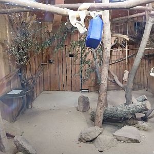 Elephant House - Grivet Monkey (Chlorocebus aethiops)