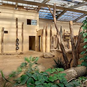 Elephant House - South African Elephant (Loxodonta africana africana)