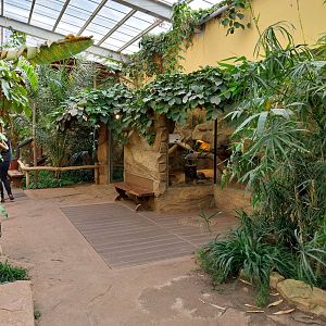 Elephant House - African Spurred Tortoise (Centrochelys sulcata)