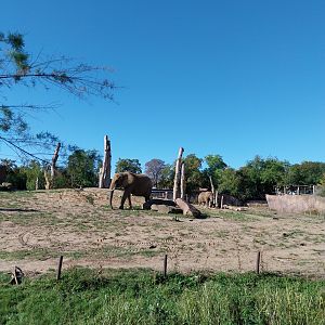 Elephant House - South African Elephant (Loxodonta africana africana)