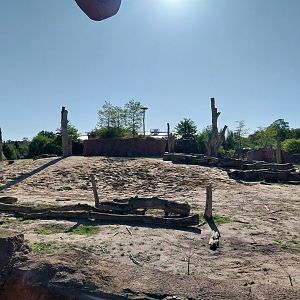 Elephant House - South African Elephant (Loxodonta africana africana)