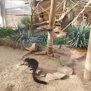 Lemur House - Black Lemur (Eulemur macaco)