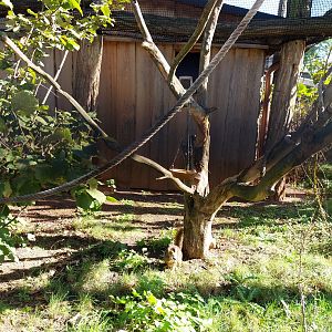 Lemur House - Crowned Lemur (Eulemur coronatus)