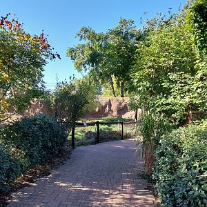 Nile Lechwe (Kobus megaceros)