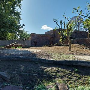 Nile Lechwe (Kobus megaceros)