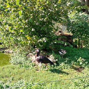 Northern Spur-winged Goose (Plectropterus gambensis gambensis)