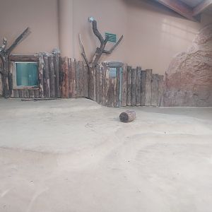 Lion House - Southeast African Lion (Panthera leo krugeri)