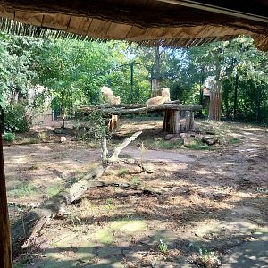 Southeast African Lion (Panthera leo krugeri)
