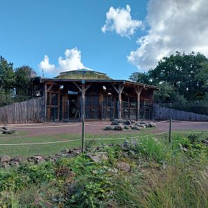 Giraffe House - Rothschild's giraffe (Giraffa camelopardalis rothschildi)