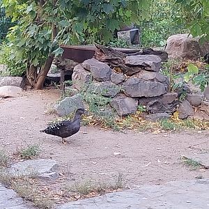 South African Black Duck (Anas sparsa sparsa)