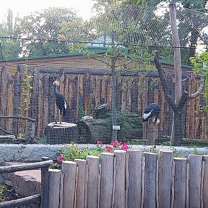 Western Black-crowned Crane (Balearica pavonina pavonina)