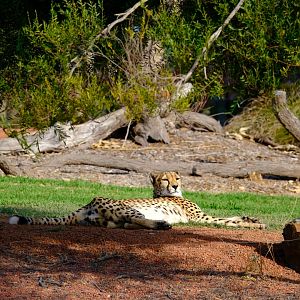 Kulinda - Werribee Open Range Zoo
