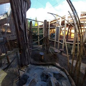 Monkey House - Tanzanian Black-and-White Colobus (Colobus angolensis palliatus)